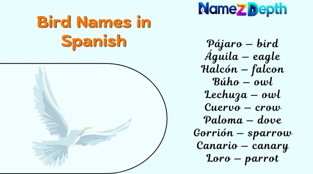 Bird Names in Spanish