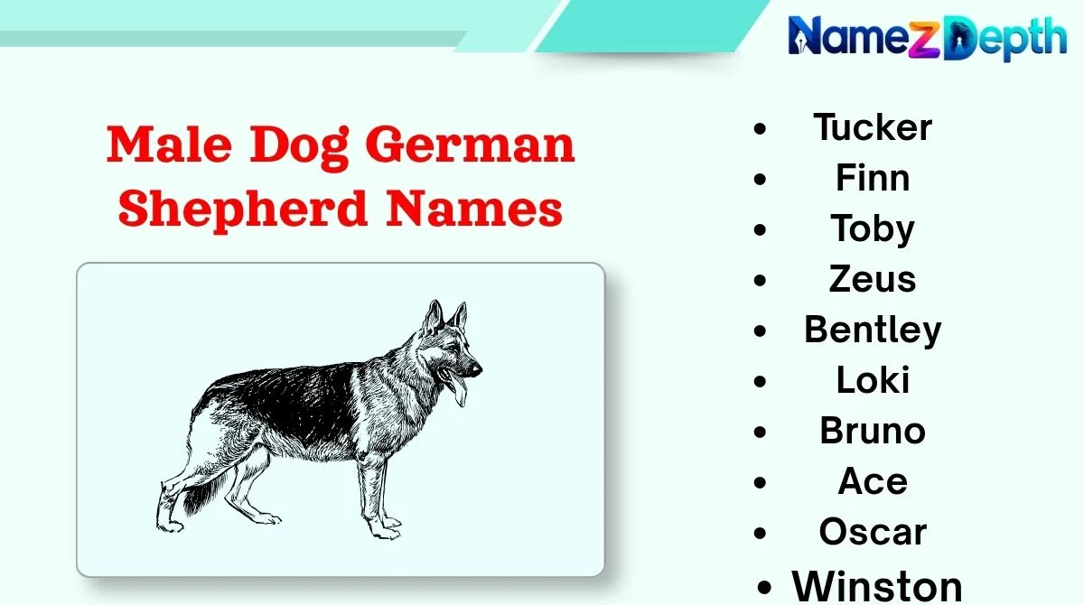 Male Dog German Shepherd
