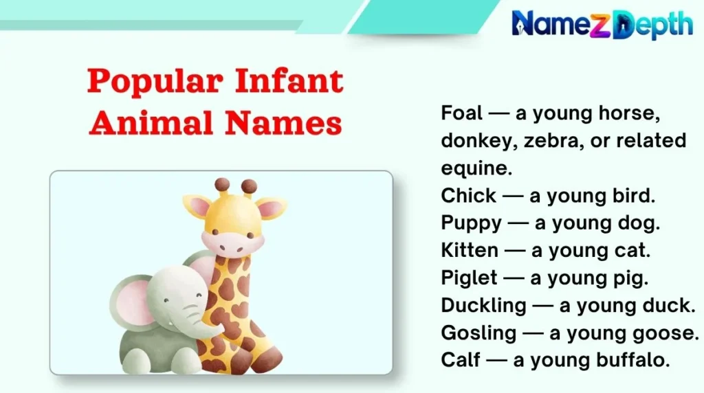 Popular Infant Animal Names πΎ